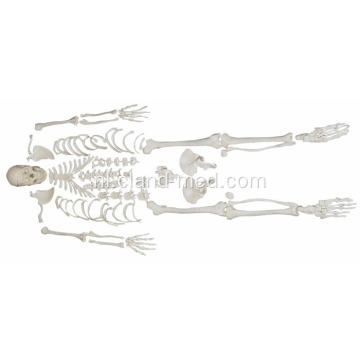 Onverdeeld skelet met schedel